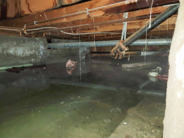 Best Professional water damage repair  in Dowagiac, MI